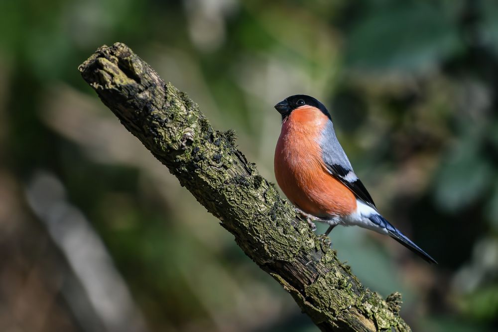Ganz simpel Foto & Bild tiere, wildlife, wild lebende vögel Bilder