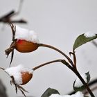 Ganz späte - und deswegen Frucht tragende Rose