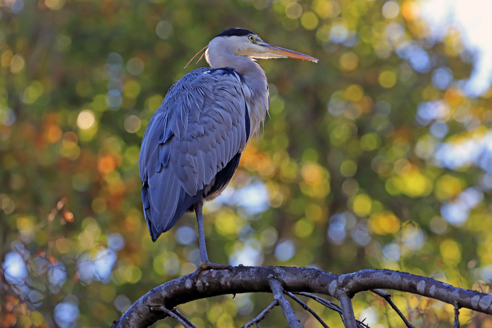 Ganz still... Foto &amp; Bild | tiere, wildlife, wild lebende vögel Bilder ...