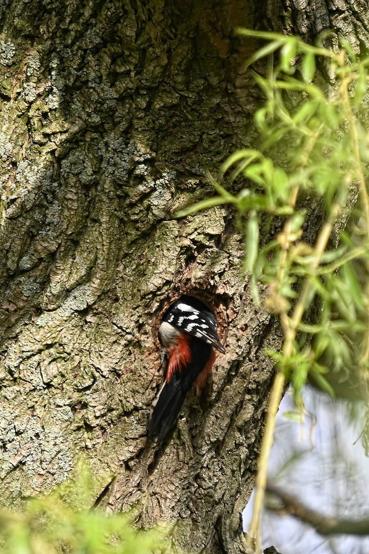 Ganz tief drin steckt der Buntspecht (Dendrocopos major), um die Nisthöhle zu erweitern.