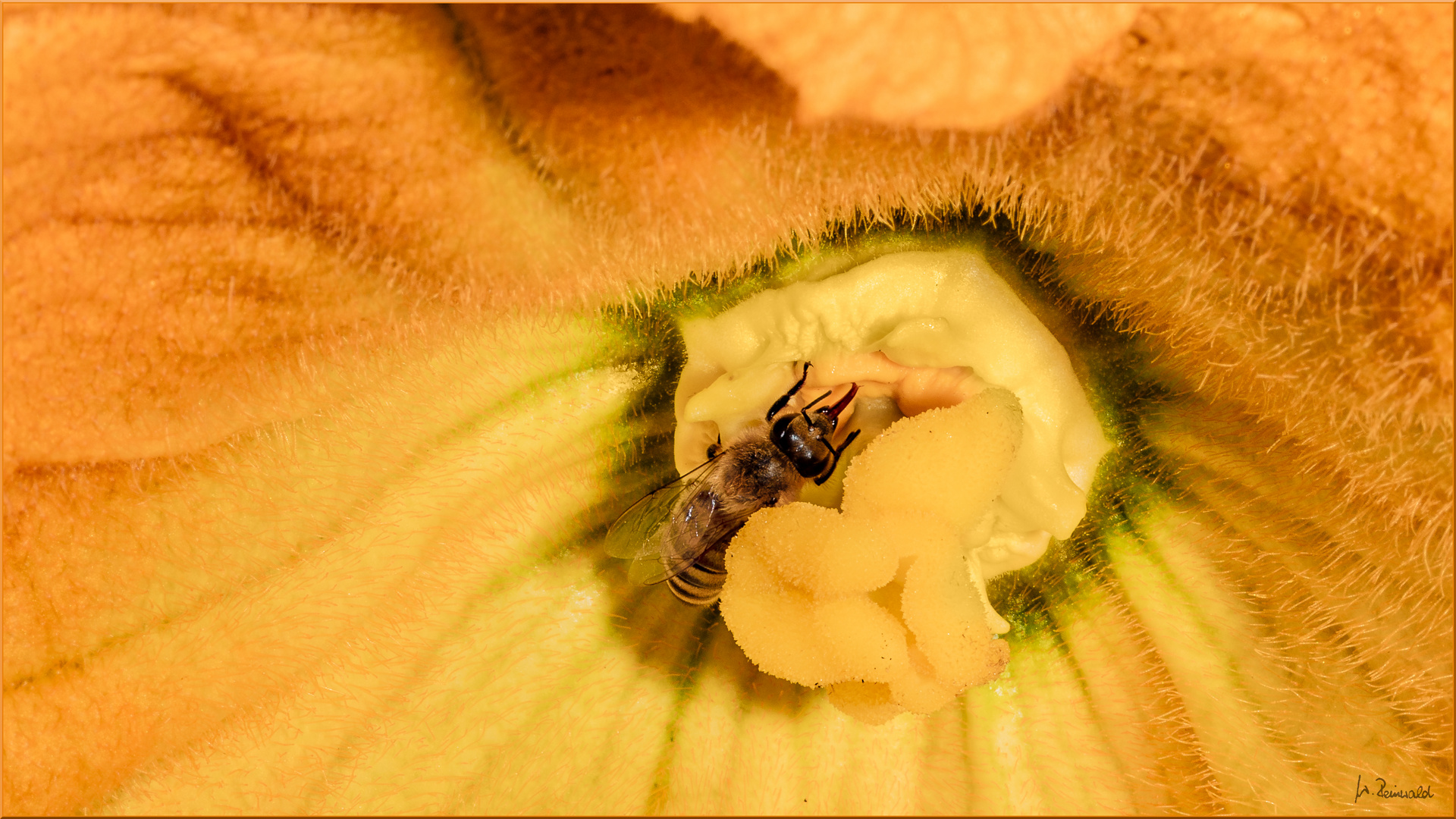 Ganz tief drinnen in der Zucchiniblüte