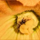 Ganz tief drinnen in der Zucchiniblüte