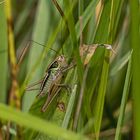 Ganz tief im Gras ...