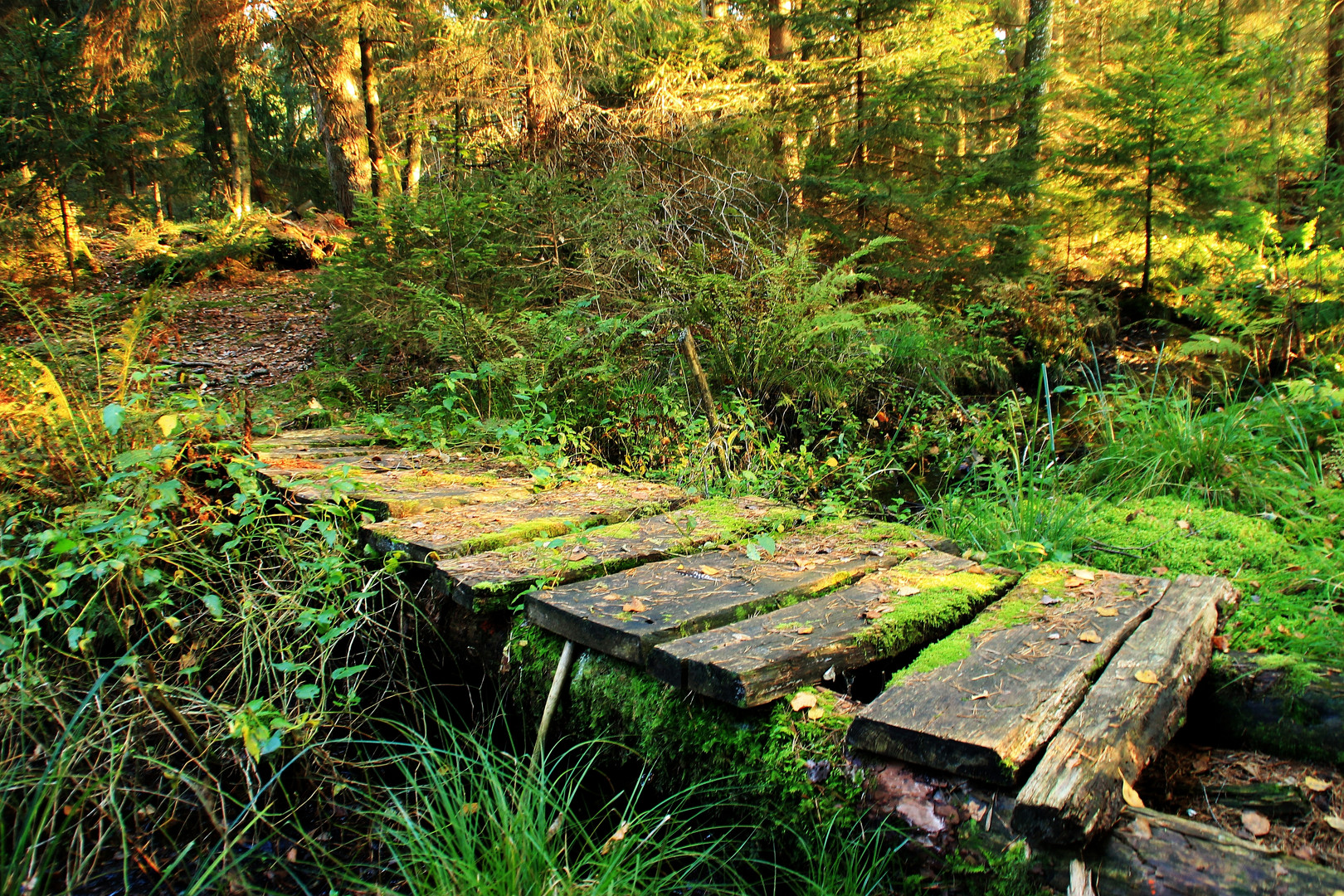 ...ganz tief im Wald wohnte die böse Hexe...