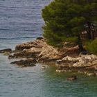 ganz typische Landschaften und Vegitation an der Küste  in Kroatien s