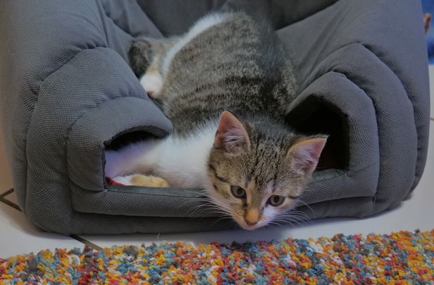 ganz überraschend: Ayla hat auch ein zu Hause gefunden...