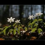 Ganz unten am Waldboden ... (46)