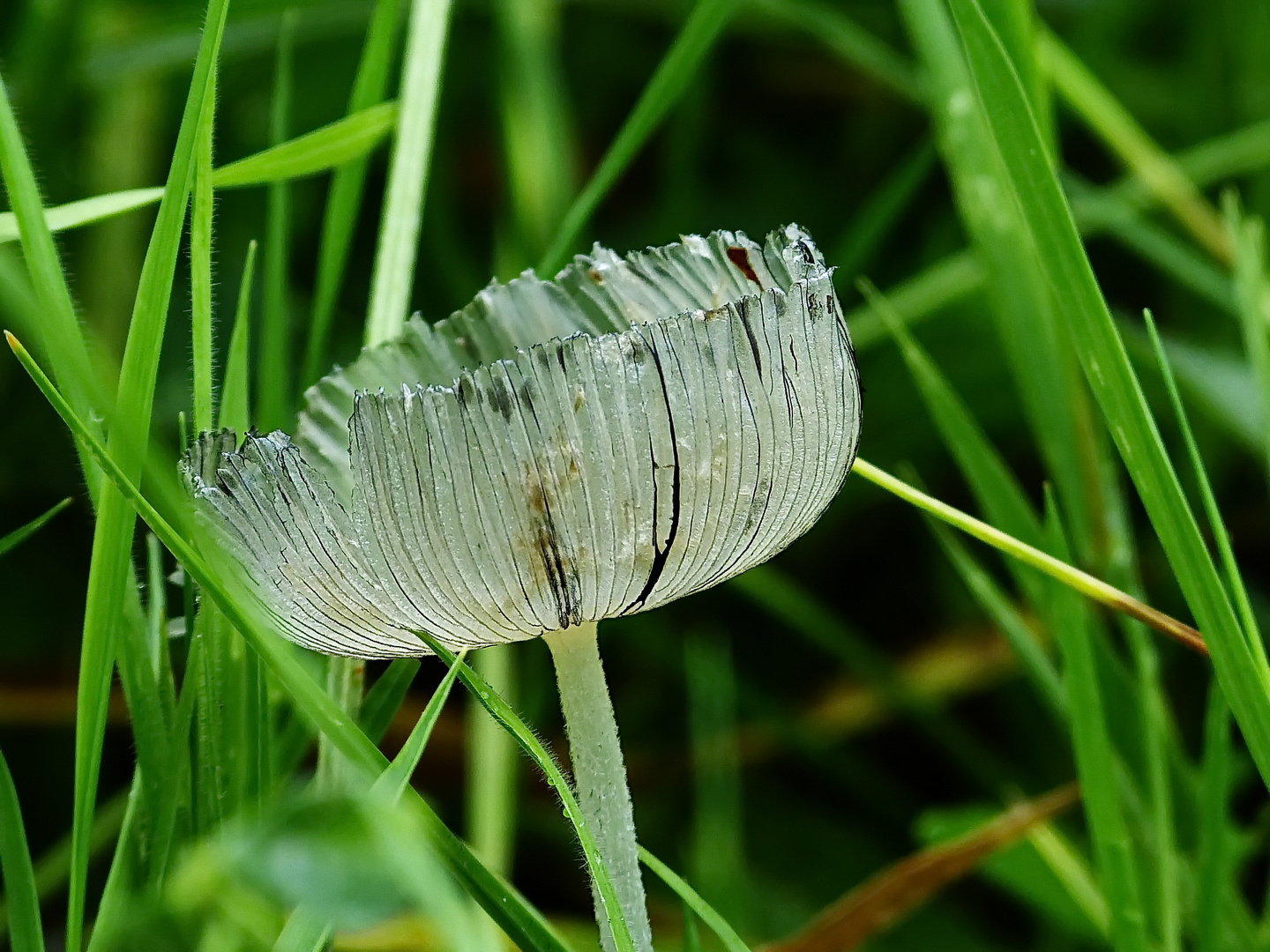 Ganz unten im Gras