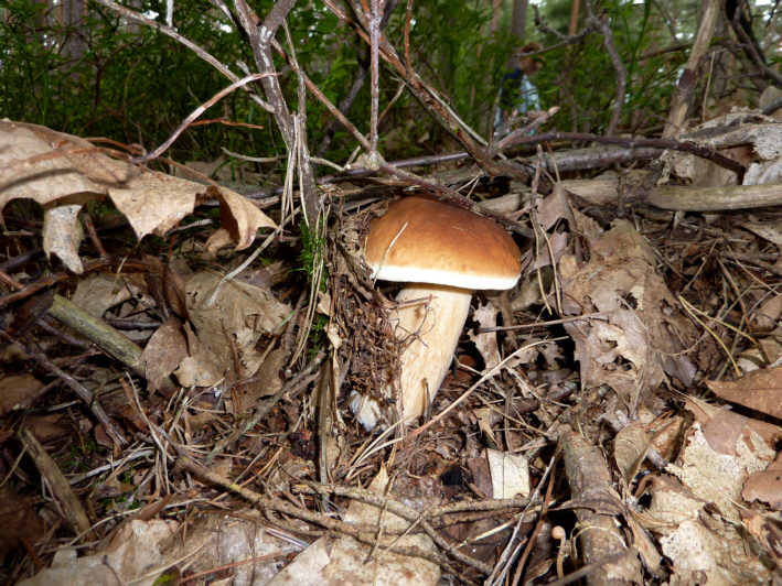 Ganz versteckt der Steinpilz