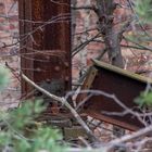 ganz versteckt im Dachwald in den Heilstätten Beelitz