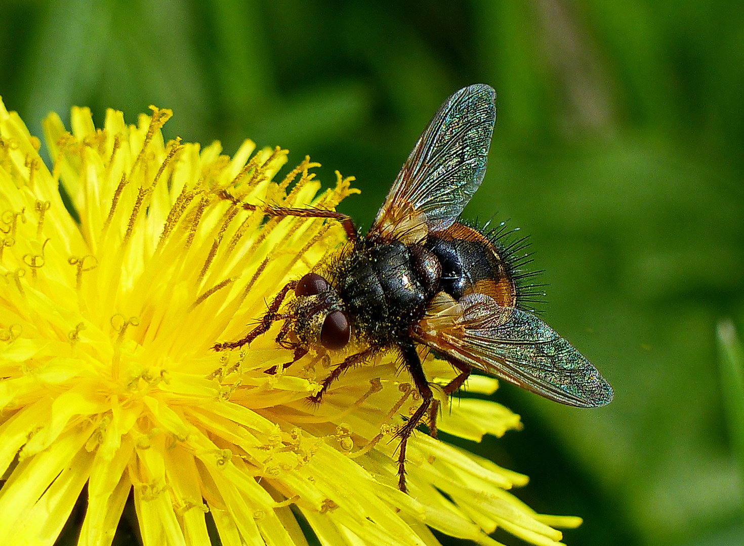 Ganz vertieft die Igelfliege