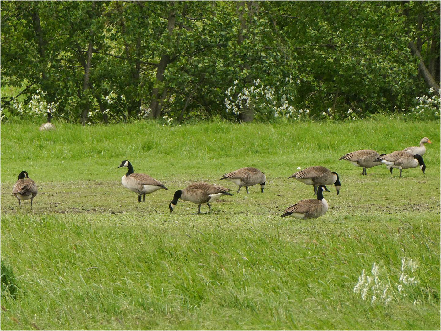 Ganz viel Gans