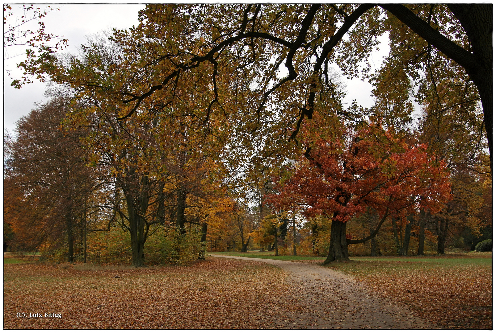 Ganz viel Herbstlaub