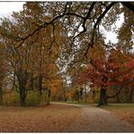 Ganz viel Herbstlaub