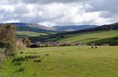 Ganz viel Landschaft mit zwei vor der Fotografin mit lautem Blöken geflohenen Schafen