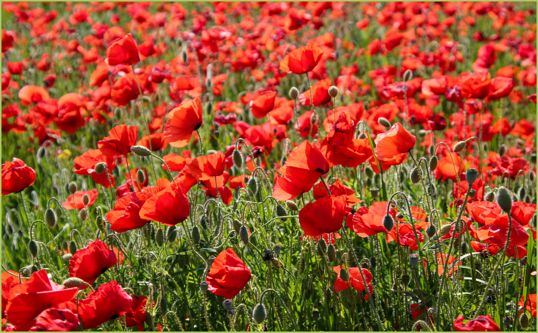 Ganz viel ROT