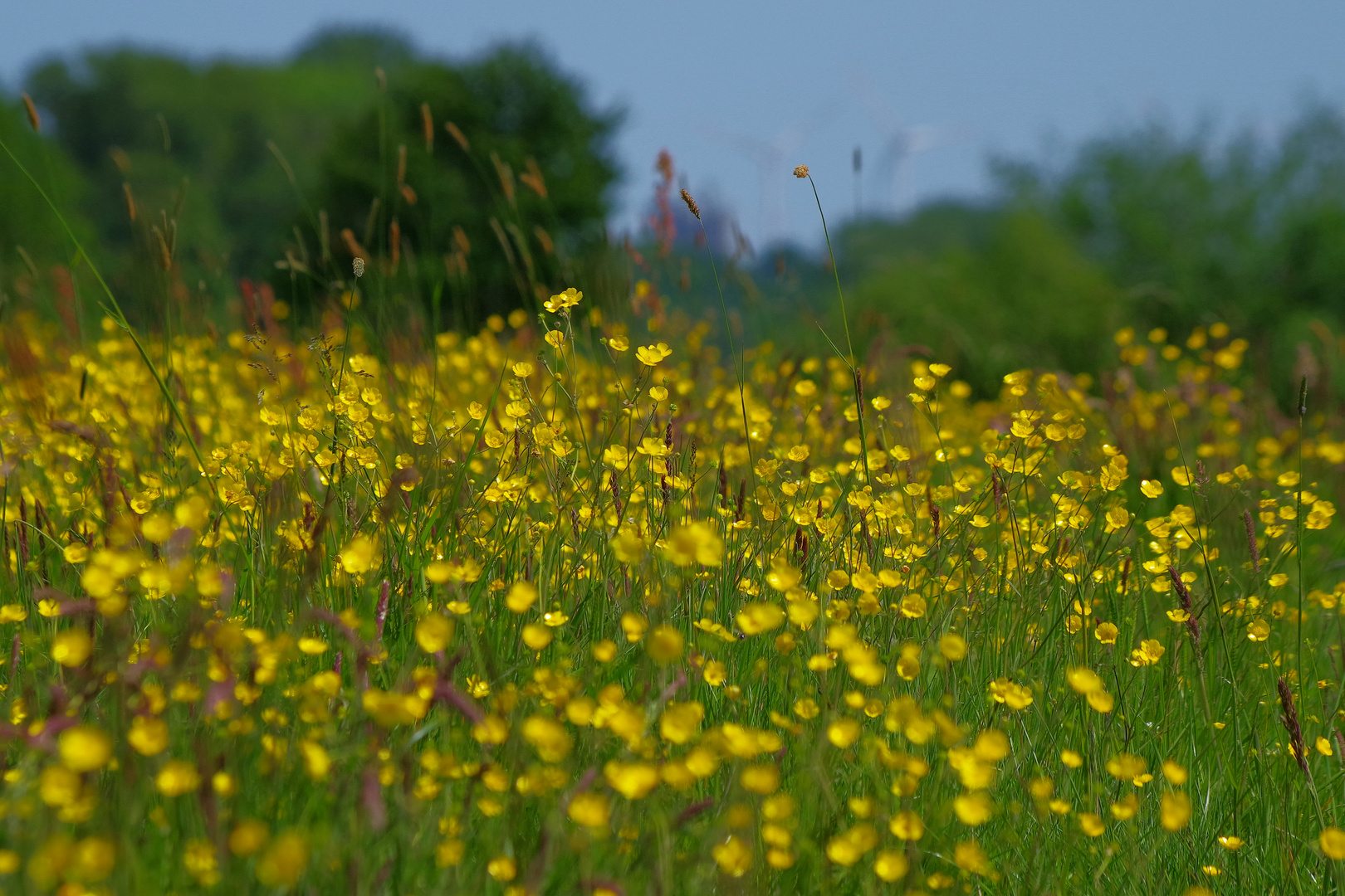 ganz viele Blümchen