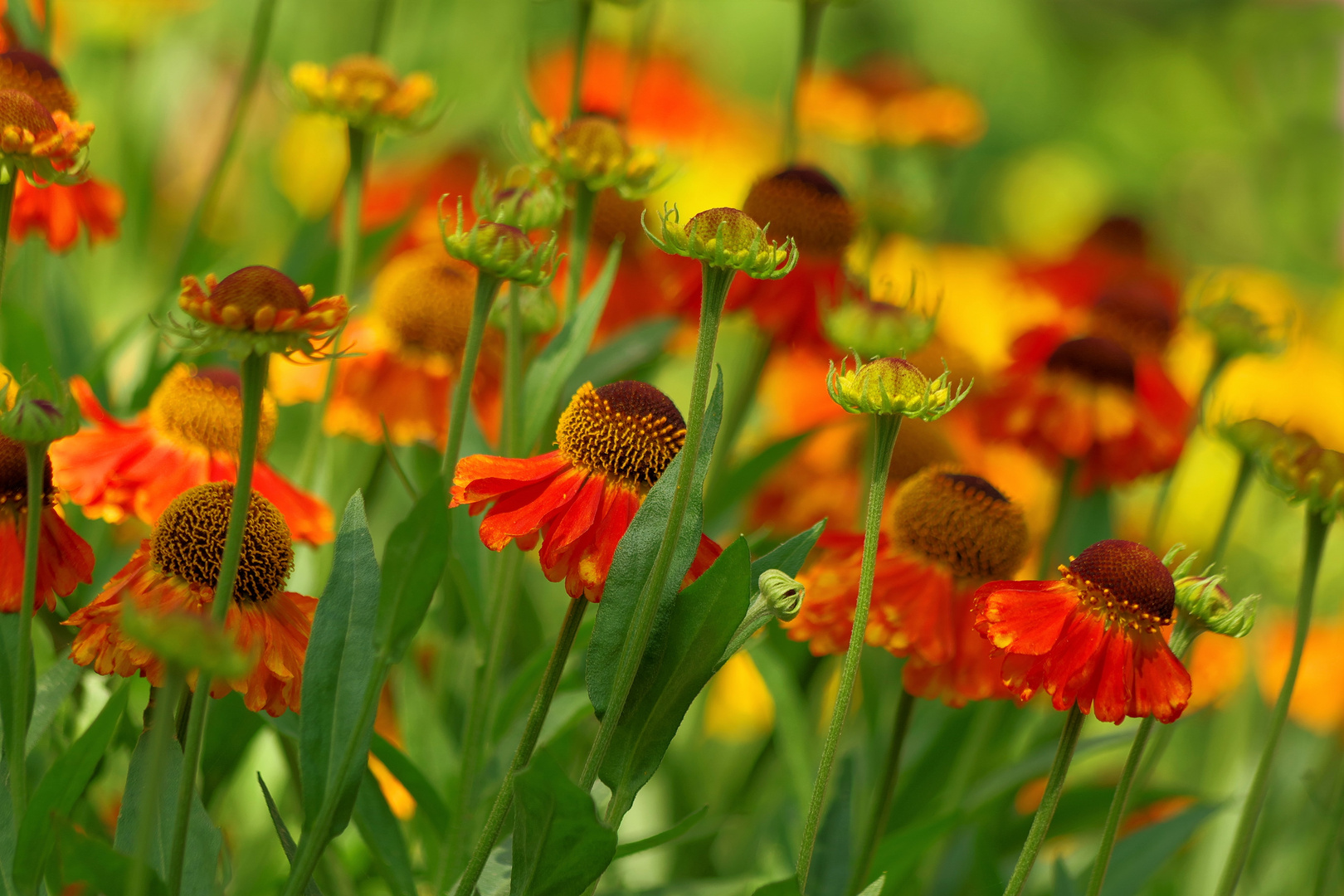 ganz viele Blümchen