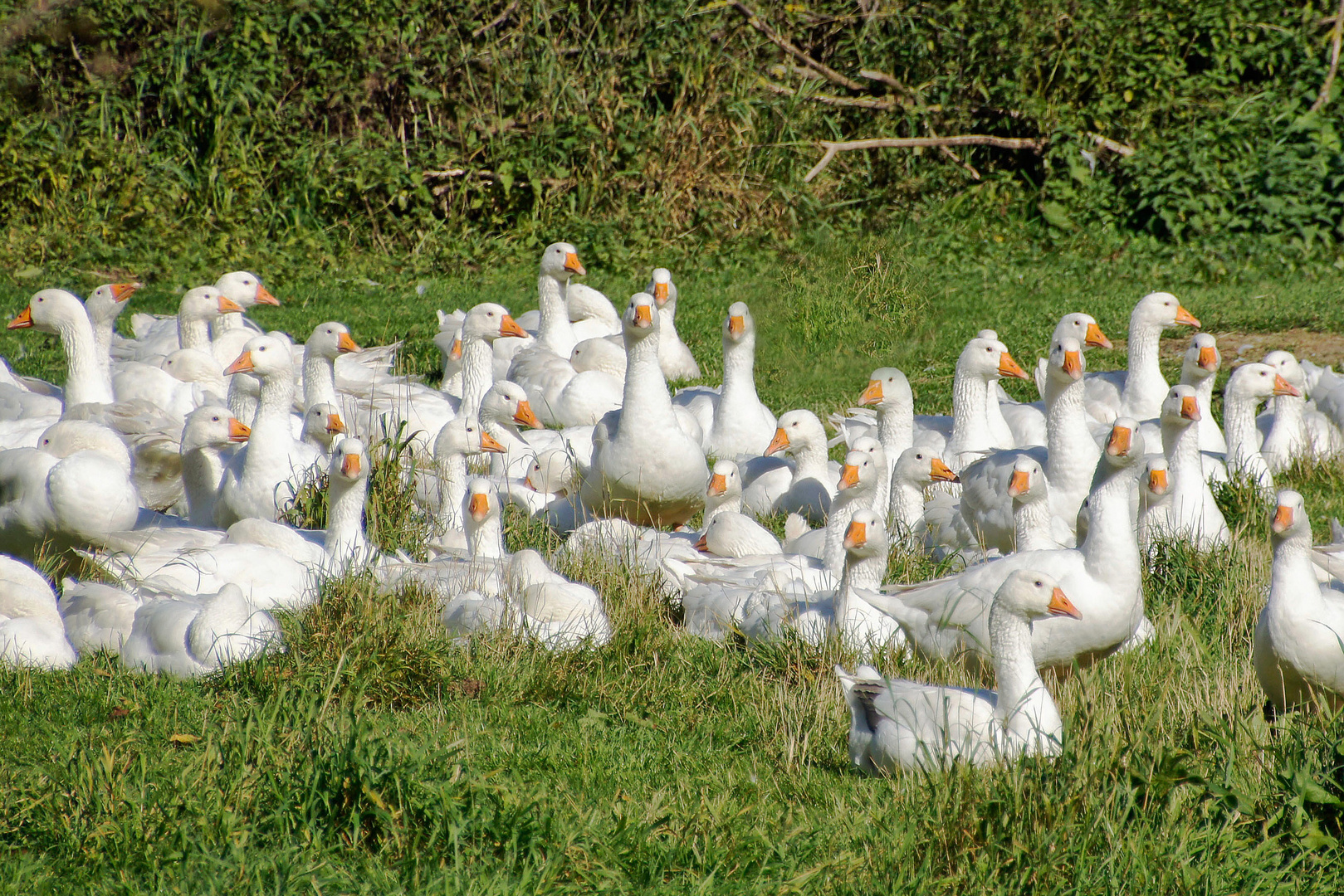 ganz viele Gänse ........