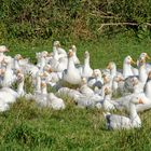 ganz viele Gänse ........