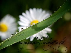 Ganz viele Gänseblümchen