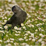 Ganz viele Gänseblümchen ...