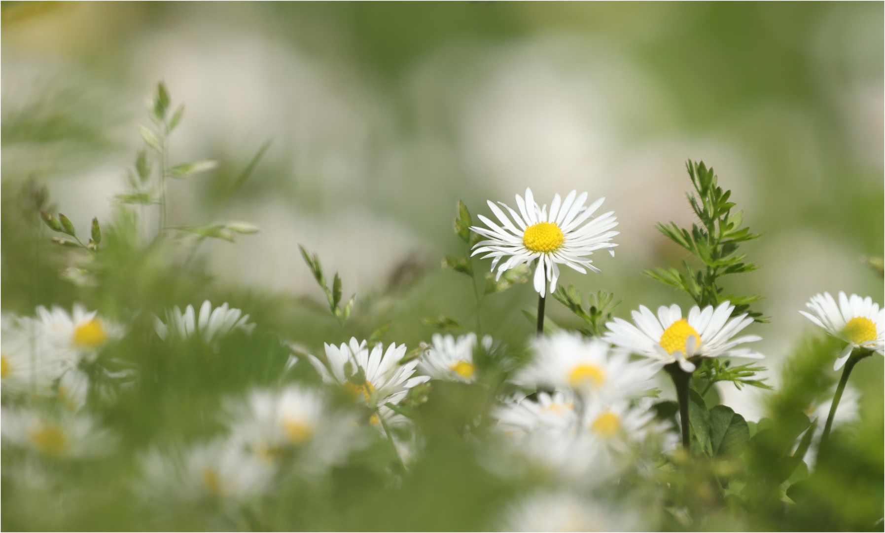 ganz viele Gänseblümchen...