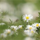 ganz viele Gänseblümchen...