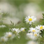 ganz viele Gänseblümchen...