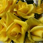 Ganz viele gelbe Rosen