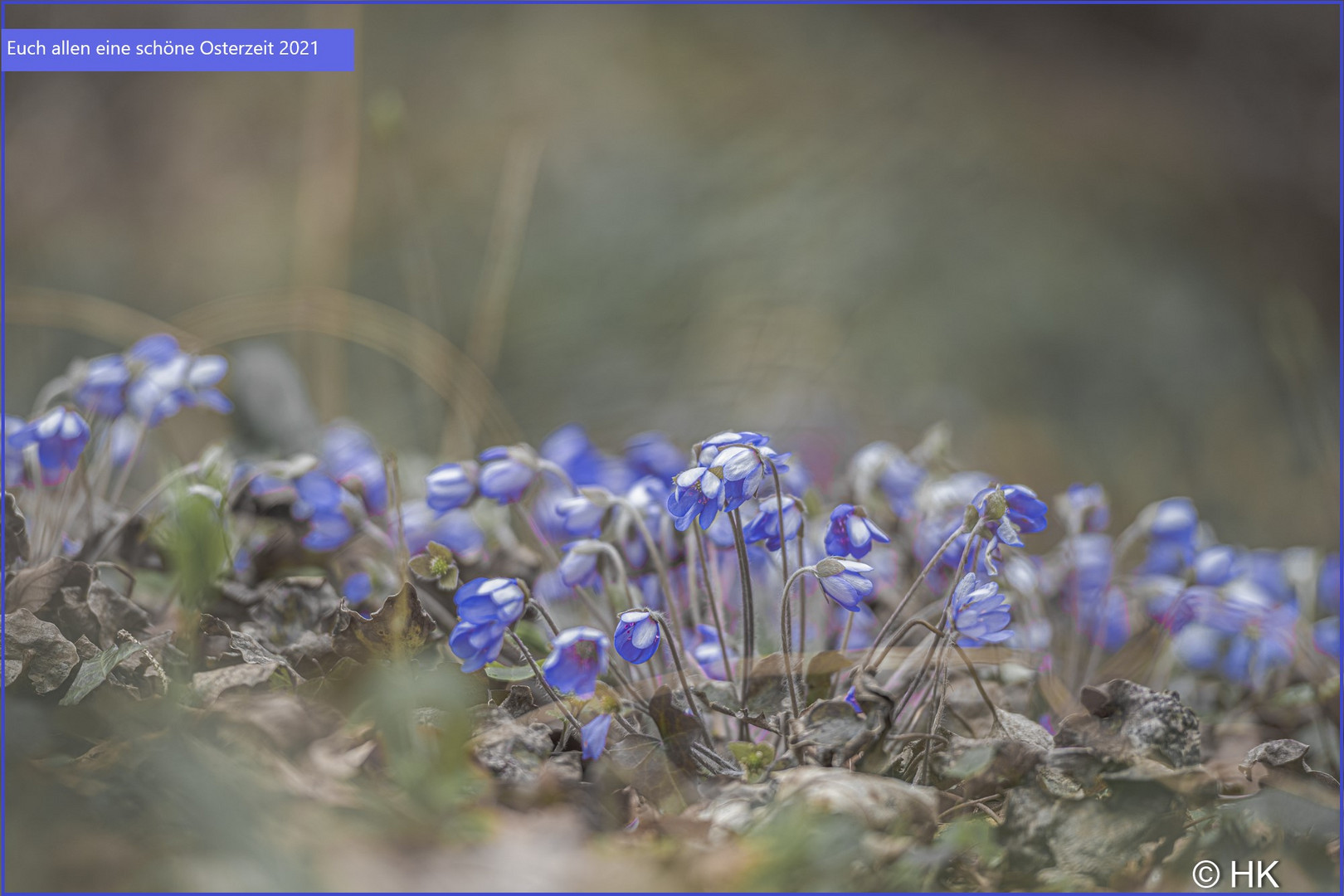 Ganz viele Leberblümchen