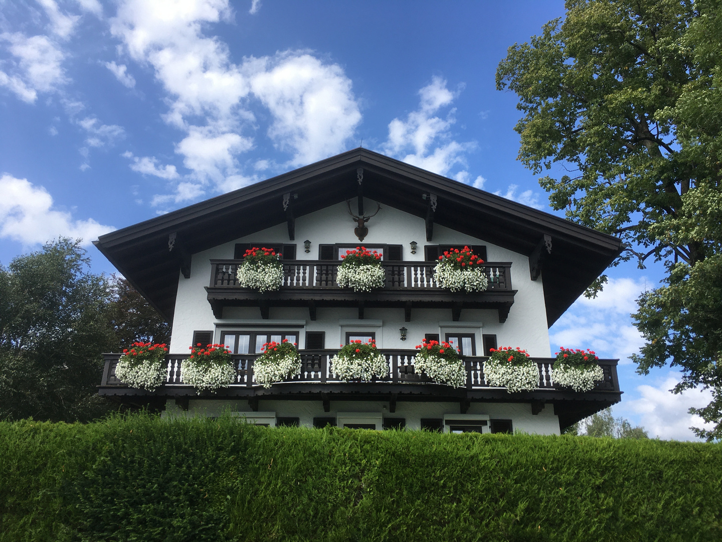 ganz viele Mittwochsblümchen