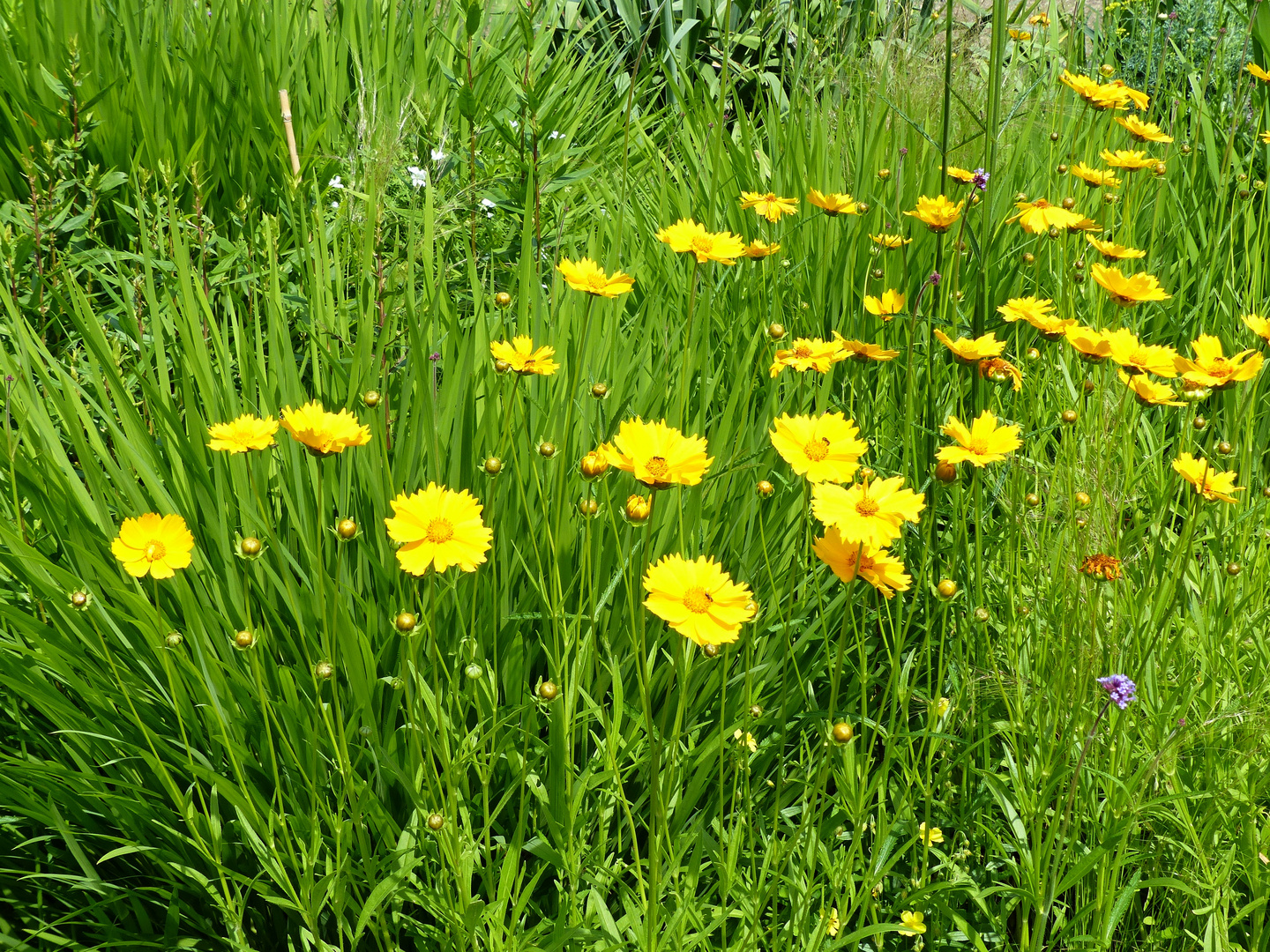 ganz viele Mittwochsblümchen