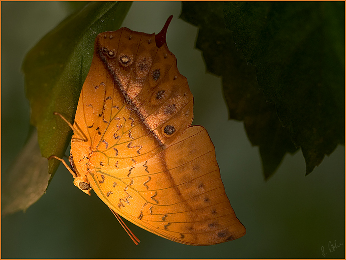 Ganz viele Schmetterlinge.... Foto & Bild | tiere, zoo, wildpark