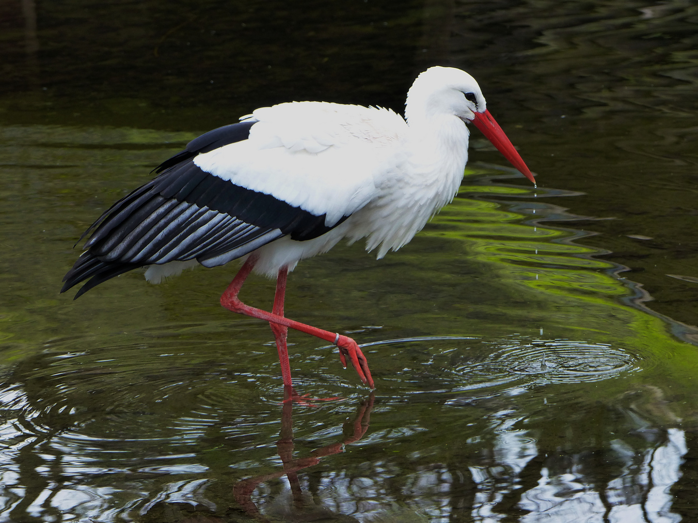 ganz vorsichtig ging der  Storch durchs Wasser