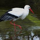 ganz vorsichtig ging der  Storch durchs Wasser