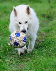 Ganz vorsichtig, sonst beisse ich wierder einen Ball kaputt