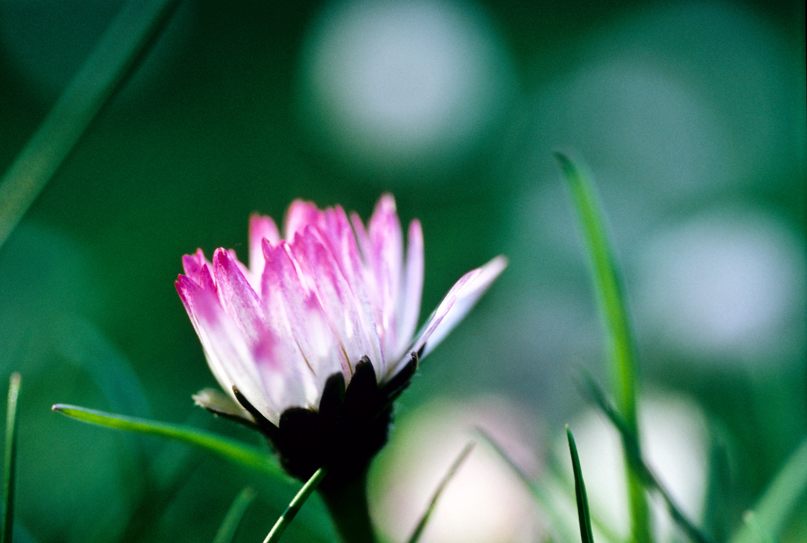 ganz weit unten,das Gänseblümchen