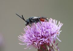 Ganz wenige Blutbienen
