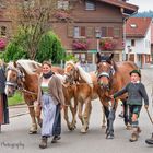 Ganz Wertach ist auf den Beinen. Jeder ist zur Viehscheid beschäftigt. 