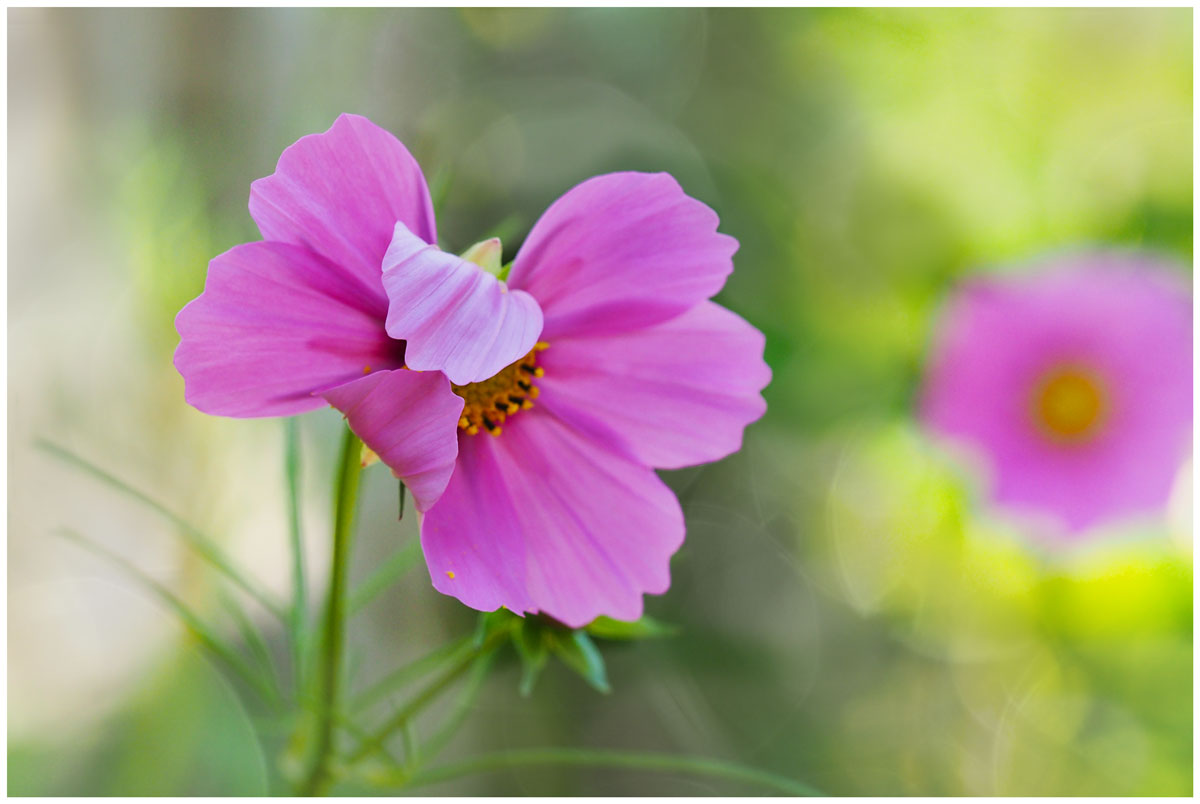 ganz zaghaft öffnet die Cosmea ihre Blütenblätter