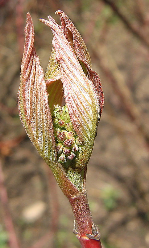 Ganz zaghaft öffnet sich die Knospe in der warmen Sonne!