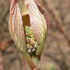 Ganz zaghaft öffnet sich die Knospe in der warmen Sonne!