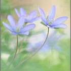 ganz zart... Leberblümchen *Anemone hepatica*