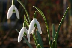 Ganz zart wird der Frühling eingeläutet