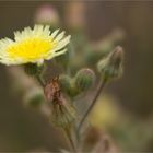 Ganzblättrige Andryala (Andryala integrifolia)....