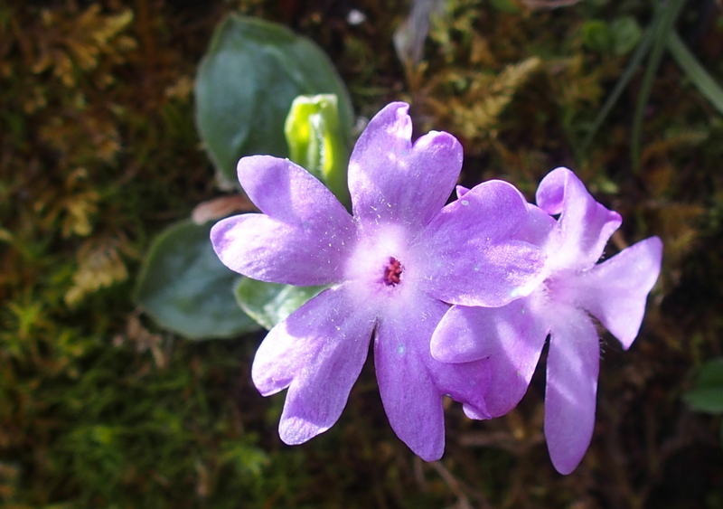 Ganzblättrige Primel 'Primula integrifolia'