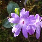 Ganzblättrige Primel 'Primula integrifolia'