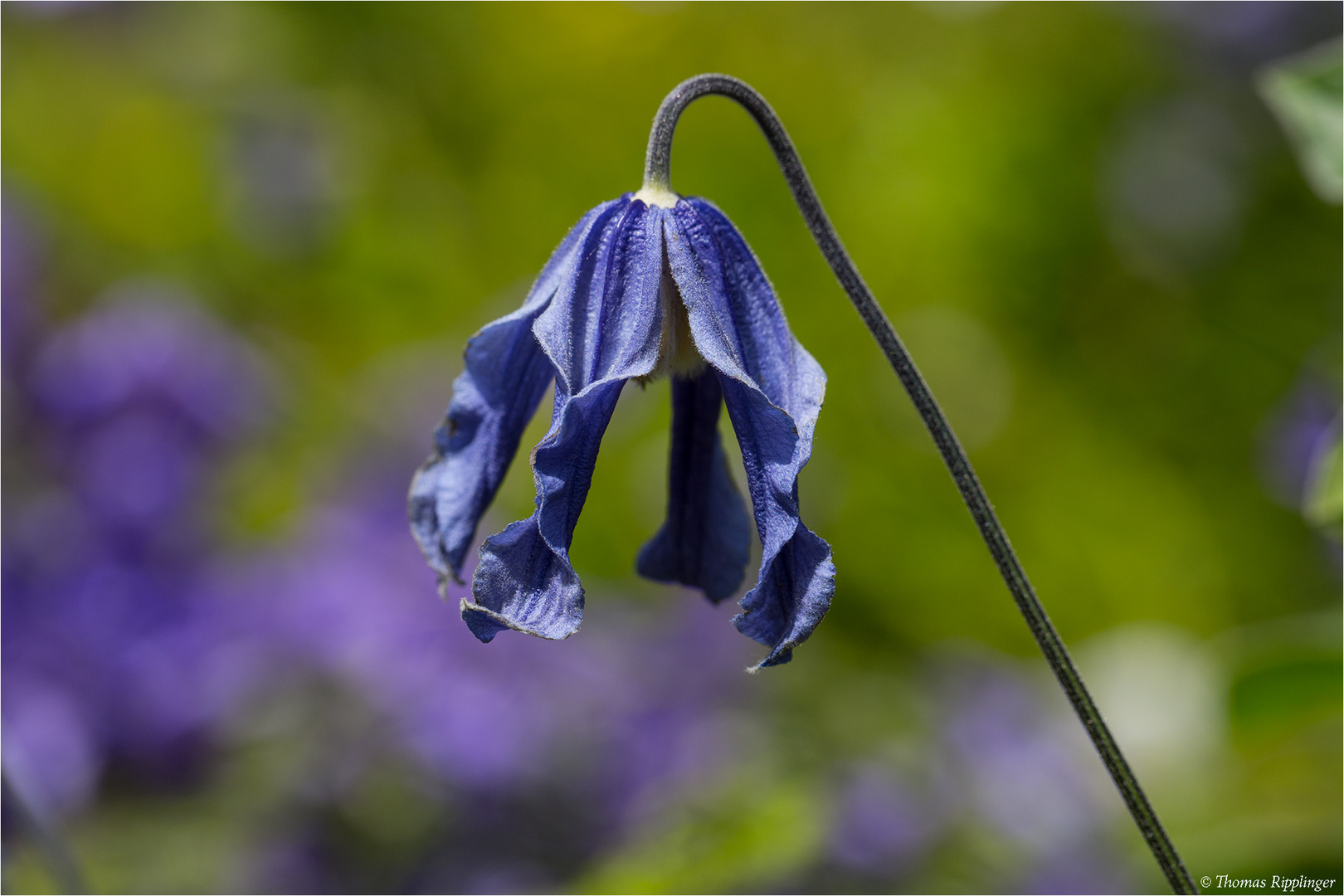 Ganzblättrige Waldrebe (Clematis integrifolia) 27,1