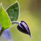 Ganzblättrige Waldrebe (Clematis integrifolia) 31,3